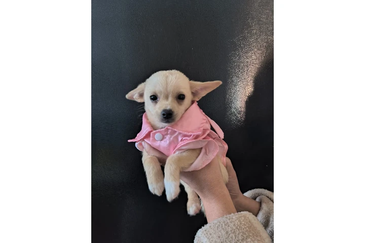 $250 : Puppie mini chihuahua image 2
