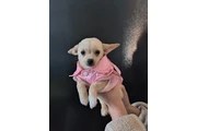 $250 : Puppie mini chihuahua thumbnail