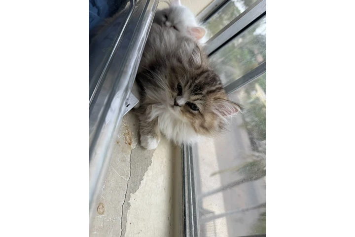 $1000 : Persian Cats image 4