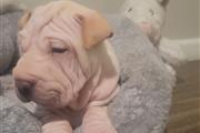 $750 : Shar-pei puppies / sharpei thumbnail