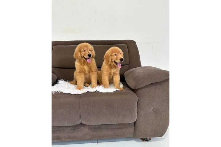 $400 : Adorable Golden Retriever Pups image 3
