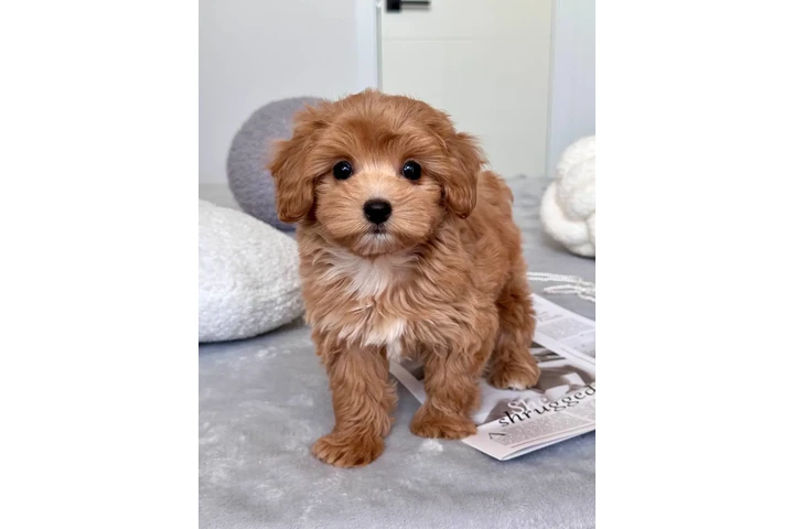 $300 : Top Healthy Maltipoo Puppies image 6
