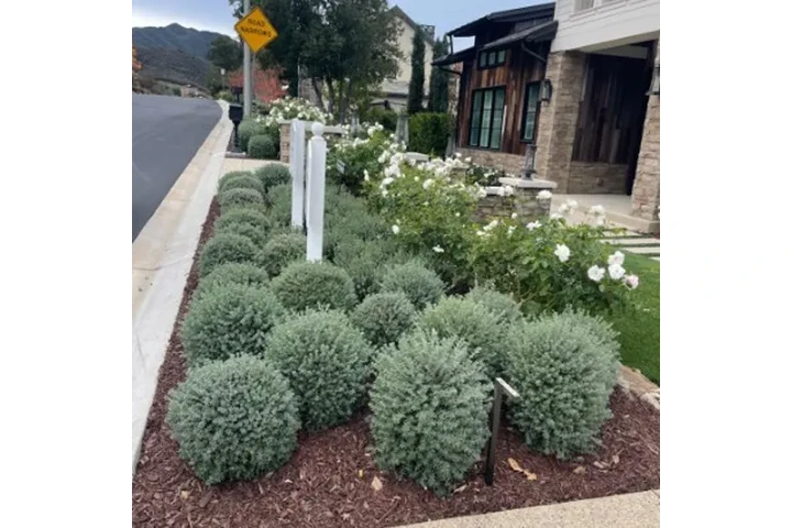 BSA Gardening Services image 6