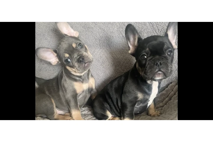 $1100 : FRENCH BULL DOG PUPPIES 8 wks image 1