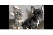 FRENCH BULL DOG PUPPIES 8 wks en Los Angeles