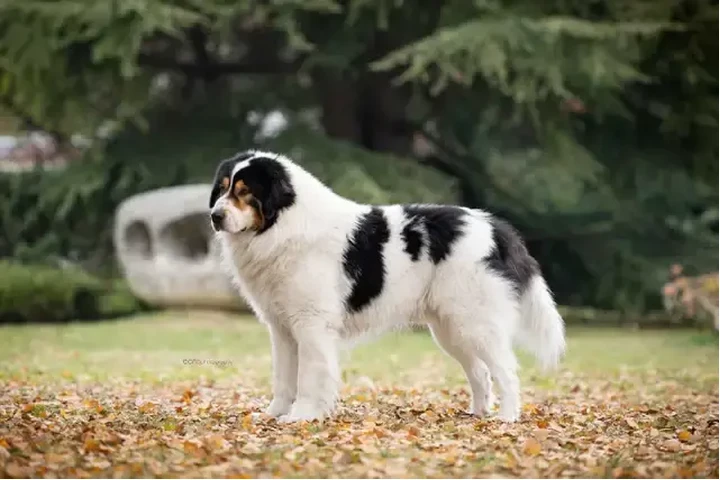 $1000 : Adorable Male Tornjak Puppy image 4