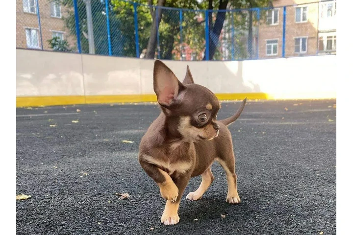 $350 : chihuahua en venta image 2