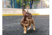 $350 : chihuahua en venta thumbnail