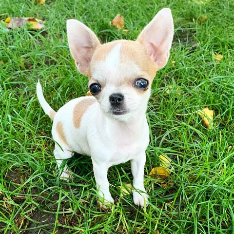 $250 : Chihuahua puppies for sale image 6