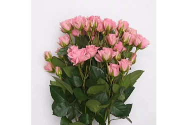 Rosas Premium y Arreglos en San Bernardino