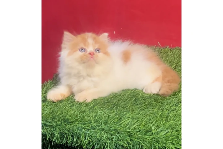 $250 : Persian kitten available image 1