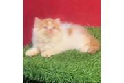 Persian kitten available en Chicago