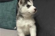 $410 : Súper husky siberiano thumbnail