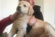 $620 : Gentle Golden Retriever Puppie thumbnail
