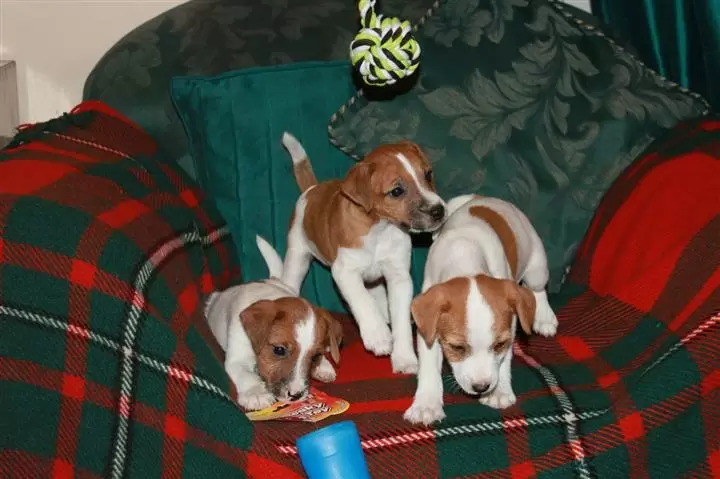 $450 : Buy Jack Russel Puppies image 3