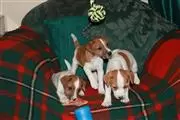 $450 : Buy Jack Russel Puppies thumbnail