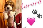 $800 : Beagles puppies Princesss thumbnail