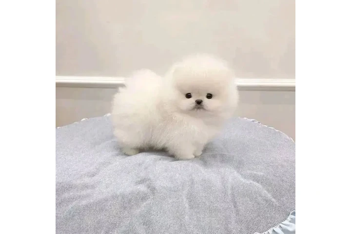 $300 : Pomeranian puppies and French image 2