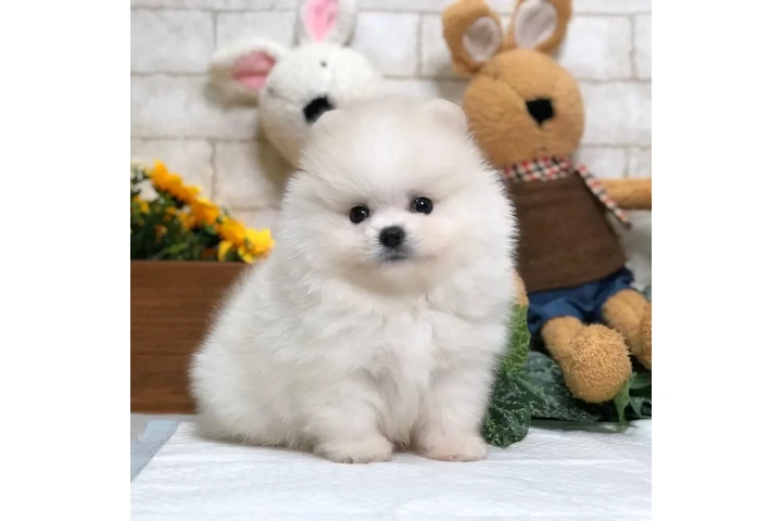 $300 : French bulldog and Pomeranian image 2