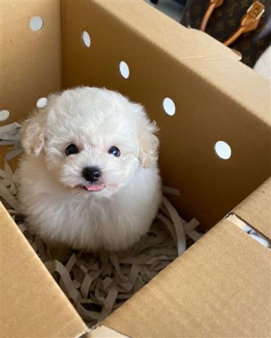 $370 : Poodle puppy for adoption image 3