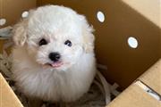 $370 : Poodle puppy for adoption thumbnail