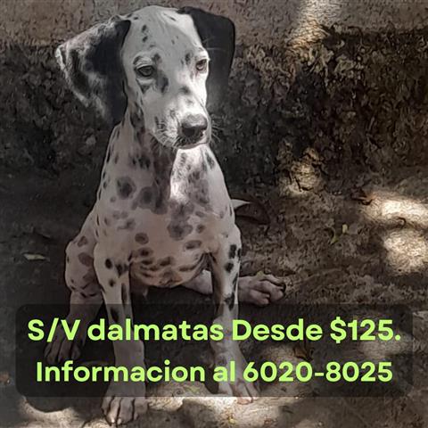 $125 : S/V dalmatas 4 meses de edad image 2