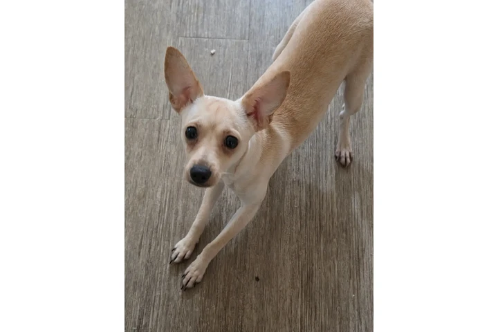 $1 : ADOPCIÓN 🐶😺EN LOS ÁNGELES image 3