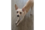 $1 : ADOPCIÓN 🐶😺EN LOS ÁNGELES thumbnail