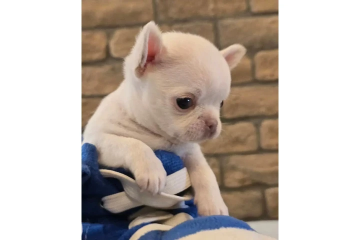 $350 : CACHORROS CHIHUAHUA image 4