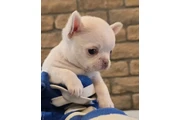 $350 : CACHORROS CHIHUAHUA thumbnail