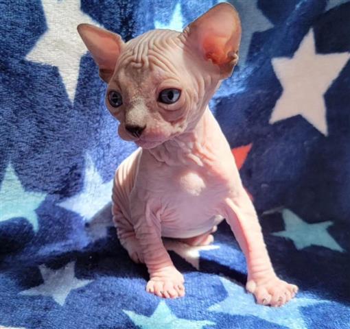 $360 : Sphynx kittens available image 2