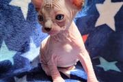 $360 : Sphynx kittens available thumbnail