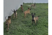 Cachorro belga mallinois en Orlando