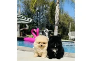 Pomerania en venta en Washington DC