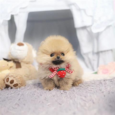 $350 : pomerania en venta image 2