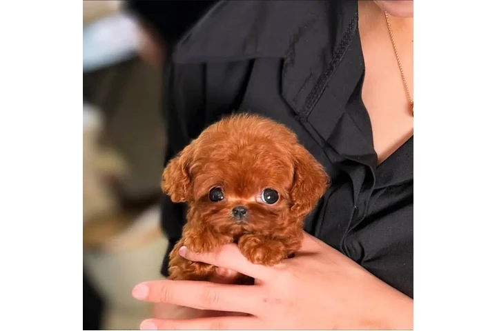 $350 : taza de té maltipoo cachorros image 2