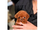 $350 : taza de té maltipoo cachorros thumbnail