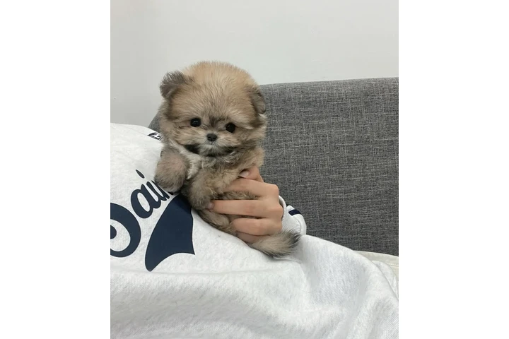 $350 : Cachorros Pomerania en venta image 2