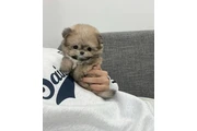 $350 : Cachorros Pomerania en venta thumbnail