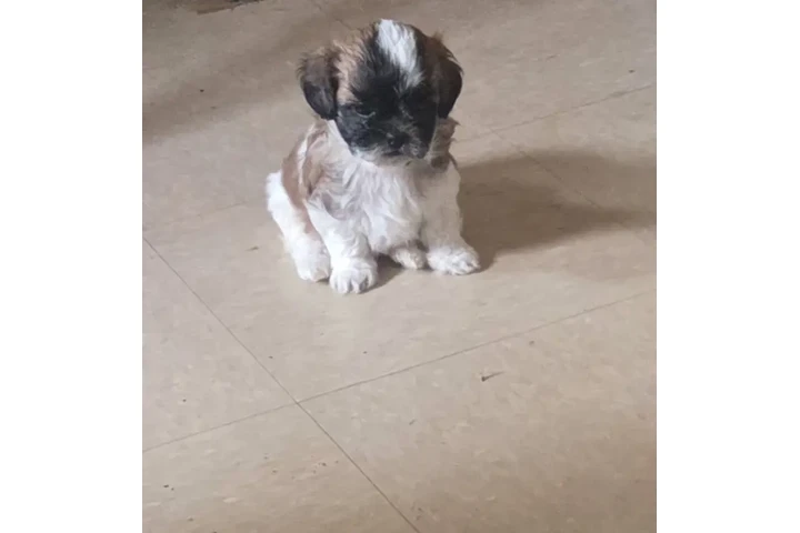 $650 : 4 shitzu 100%puros image 4