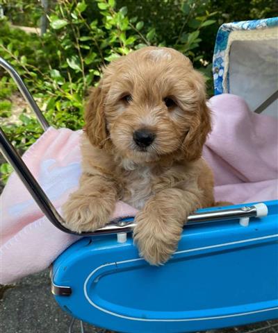 $380 : Goldendoodle puppies for sale image 3