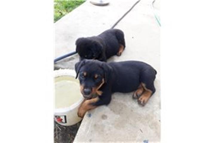 $500 : Top Quality Rottweiler Puppies image 3