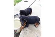 $500 : Top Quality Rottweiler Puppies thumbnail