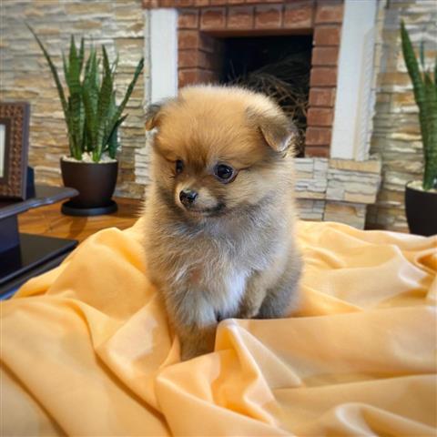 $350 : Cachorrito Pomerania image 1