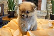 $350 : Cachorrito Pomerania thumbnail