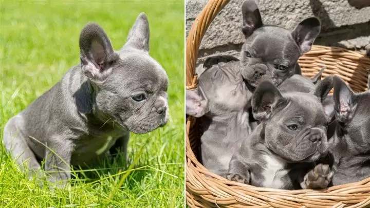 $400 : Cachorros de bulldog francés image 1