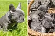 Cachorros de bulldog francés en Phoenix