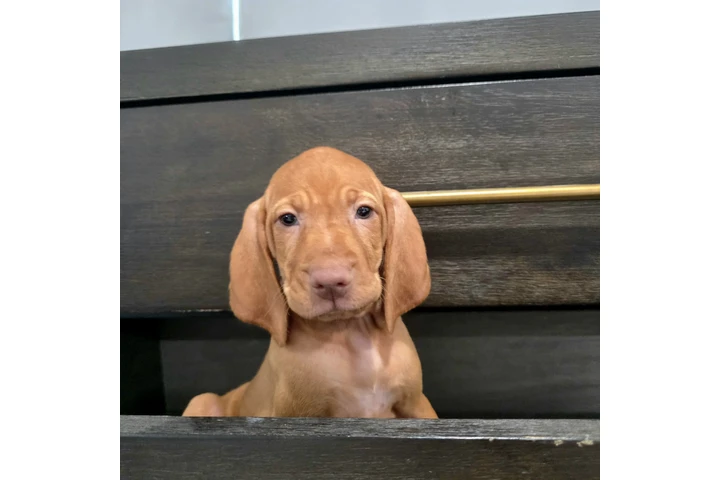 $1000 : 🐾 Cachorros Viszlas disponibl image 7