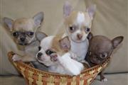 $500 : Chihuahua puppies thumbnail