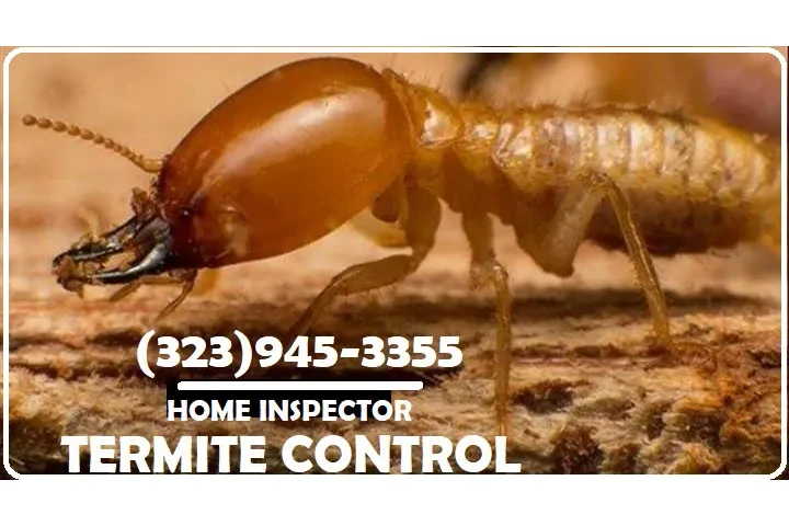 FUMIGACION TERMITAS MAYWOOD.- image 10